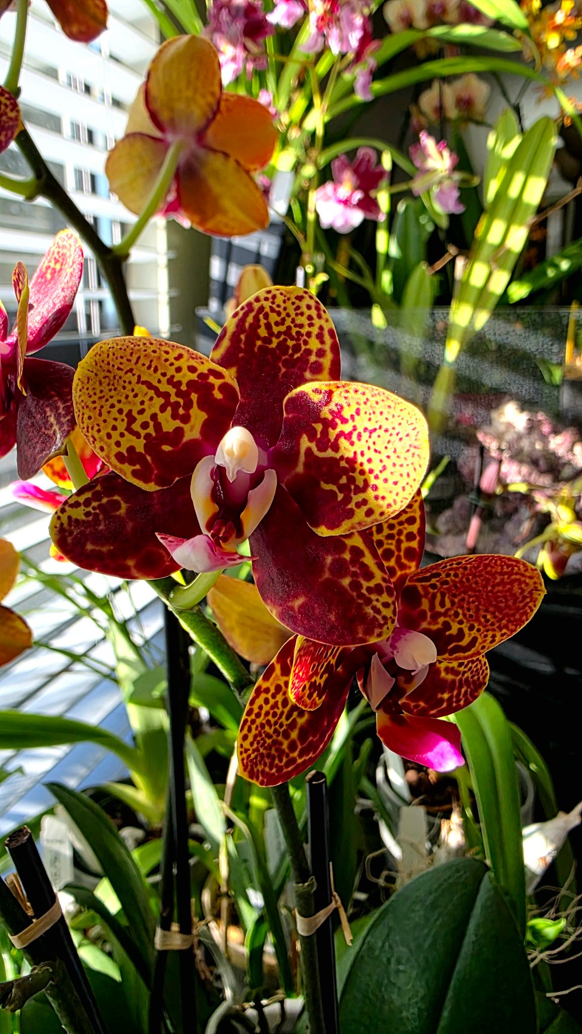 Phalaenopsis Zheng Min Anaconda