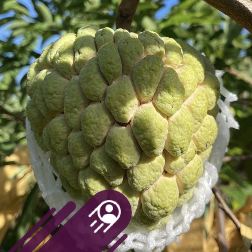 挖薑有空檔就要來幫釋迦樹set豆一下造型，終於全部理成光頭 大力農場 | 李大良 | Facebook
