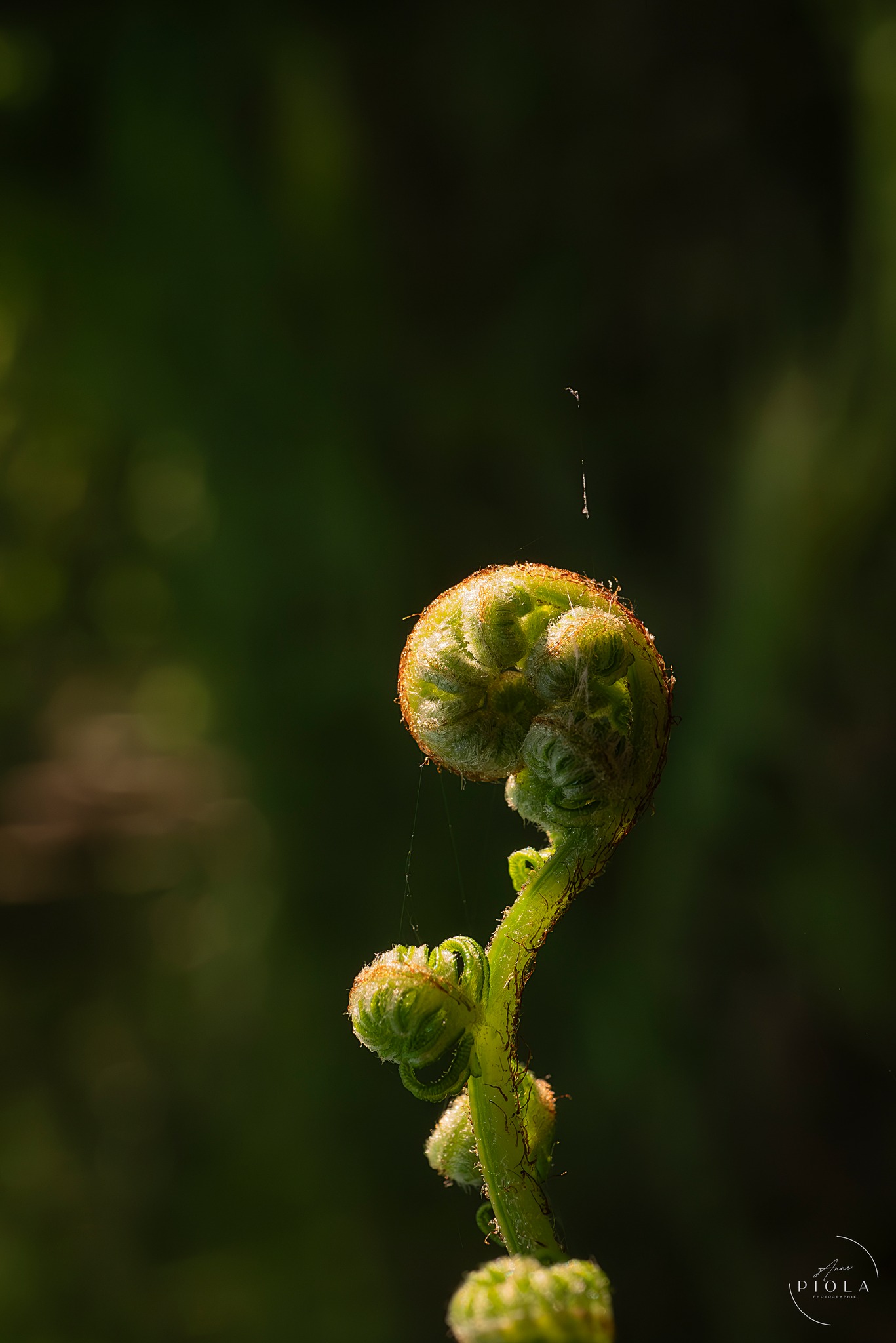 Hello ! Thank you for welcoming me! As an amateur photographer, I 