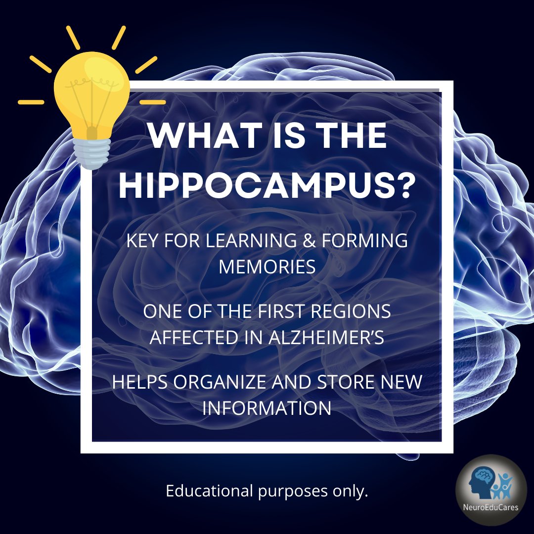 Neuroeducares - The hippocampus plays a major role in learning and ...