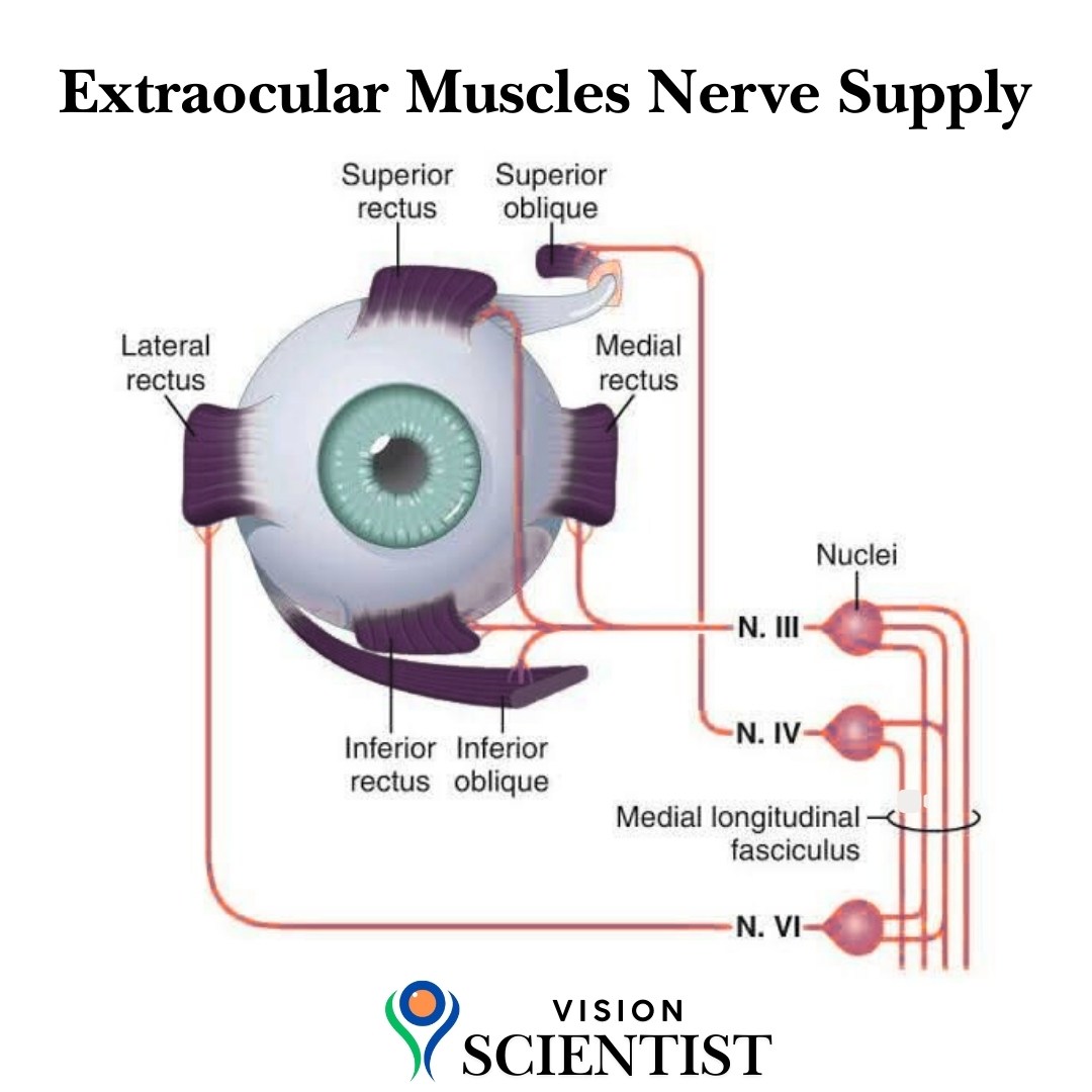 Students of optometry | Extraocular Muscles Nerve Supply 👁️ Optometry ...