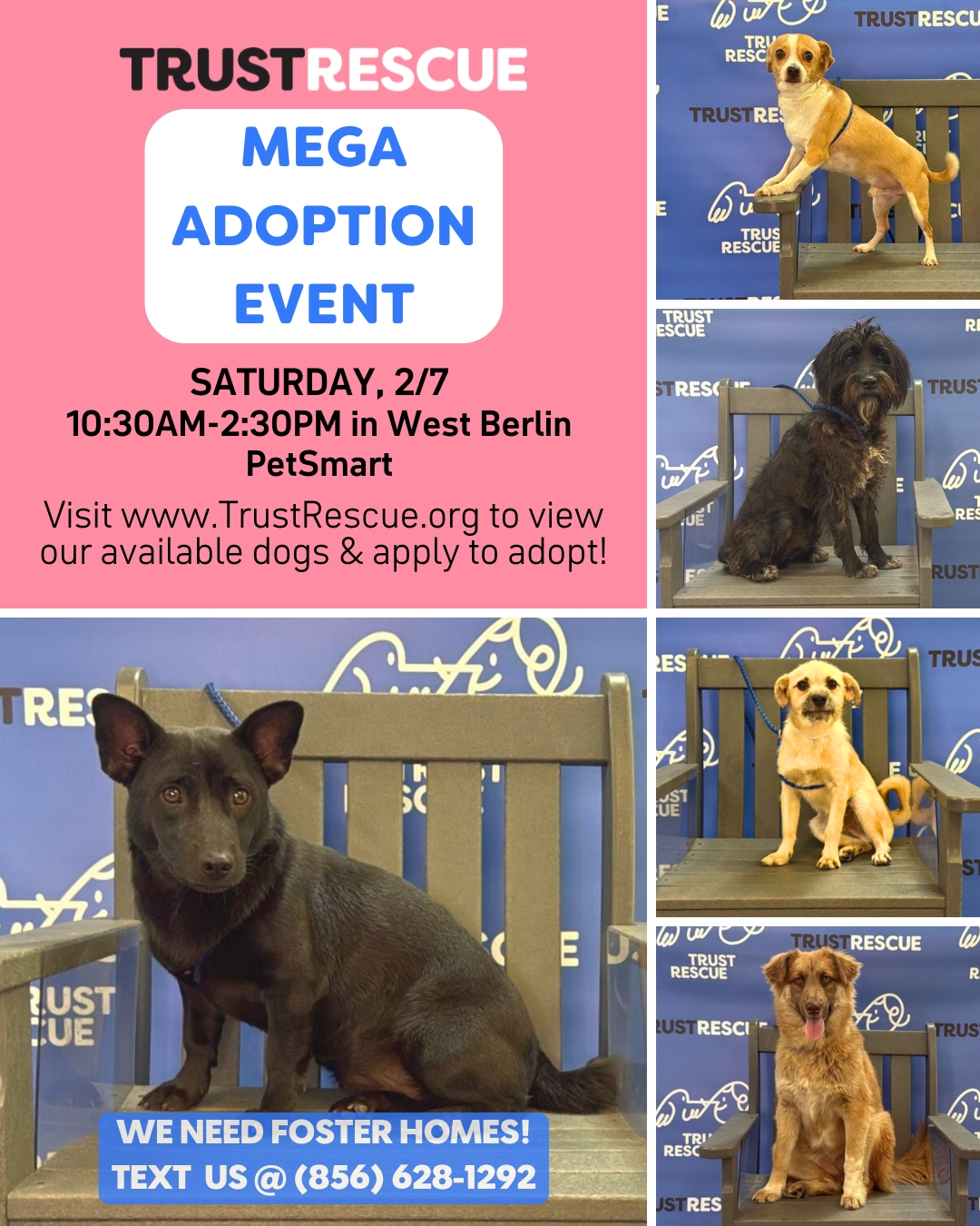 Trust Rescue - 💥ADOPTION EVENT 💥 This Saturday, 2/7 from... | Facebook