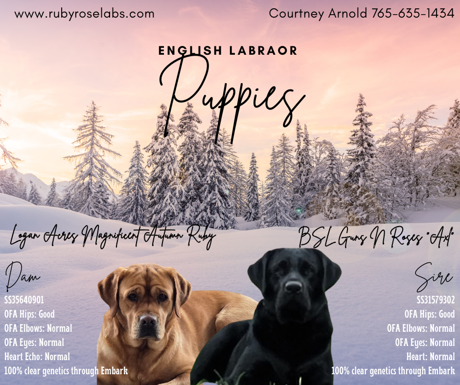 Ruby Rose Labradors | Albion IN