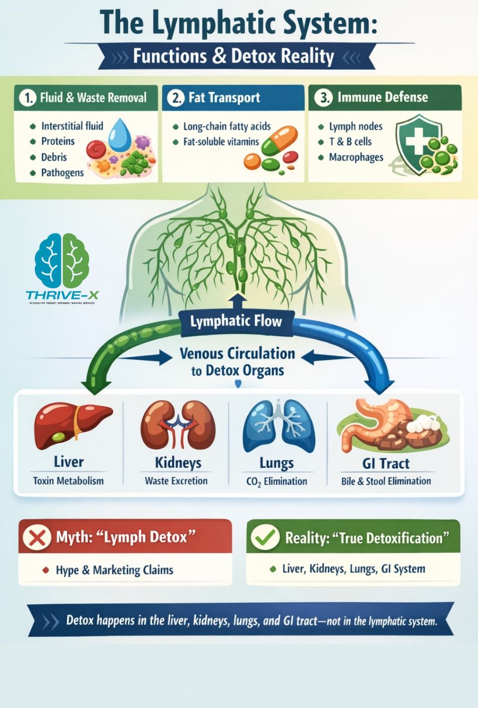 Thrive-X - The lymphatic system has three primary... | Facebook
