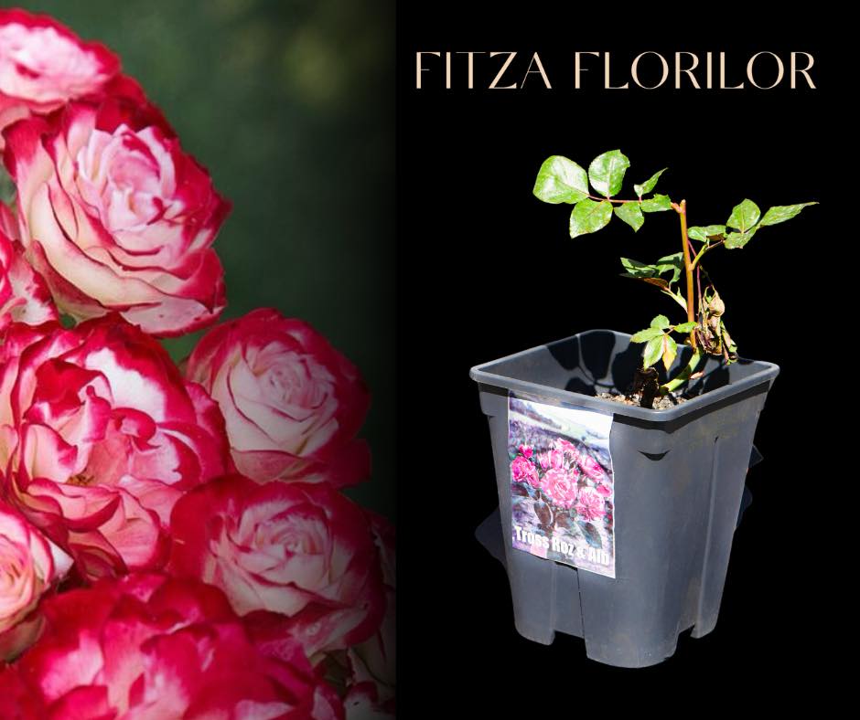 Fitza Florilor - ‼️88,99% dintre cei care doresc să își...