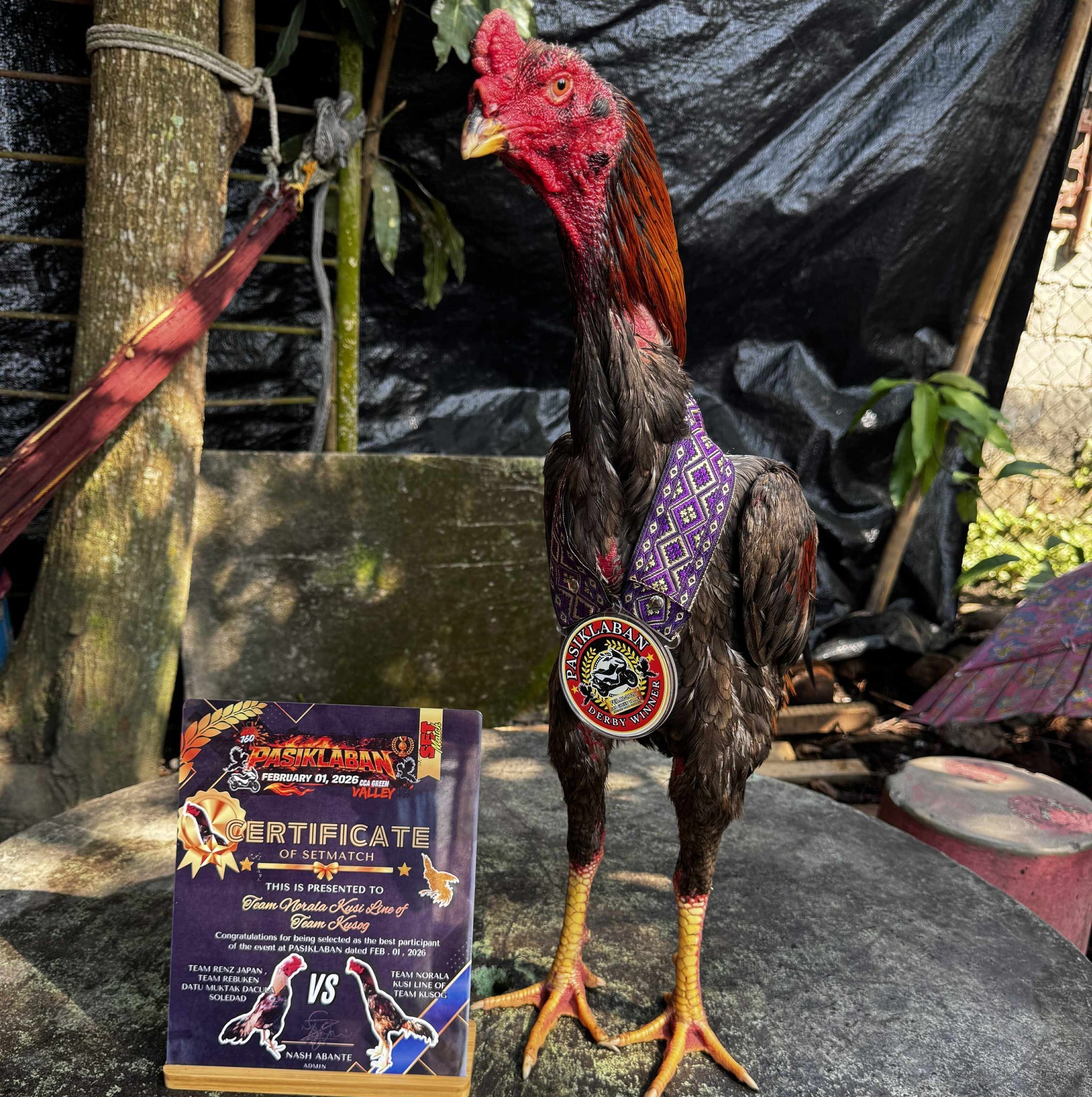 Tusik lang napa damage ka manok nyo grabe gid singgit nyo🤣🤣 kinapoy ...