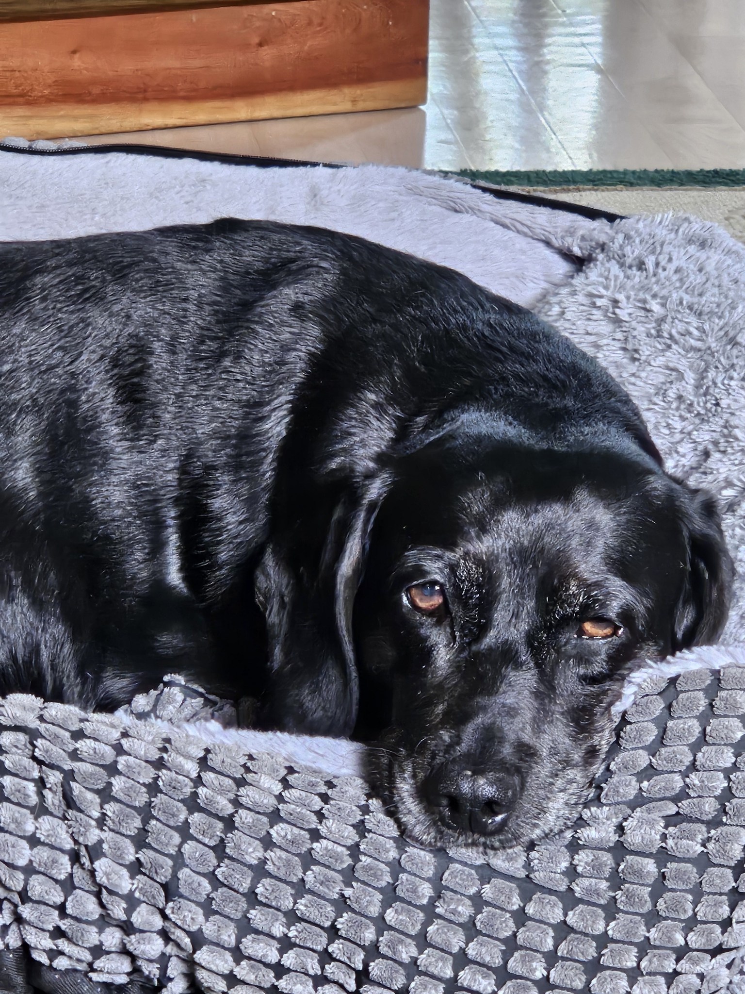 l carnitine for dogs before adriamycin chemo What supplements help with congestive heart failure? Starburst All Pink Strawberry calcium carbonate Variant:20mg