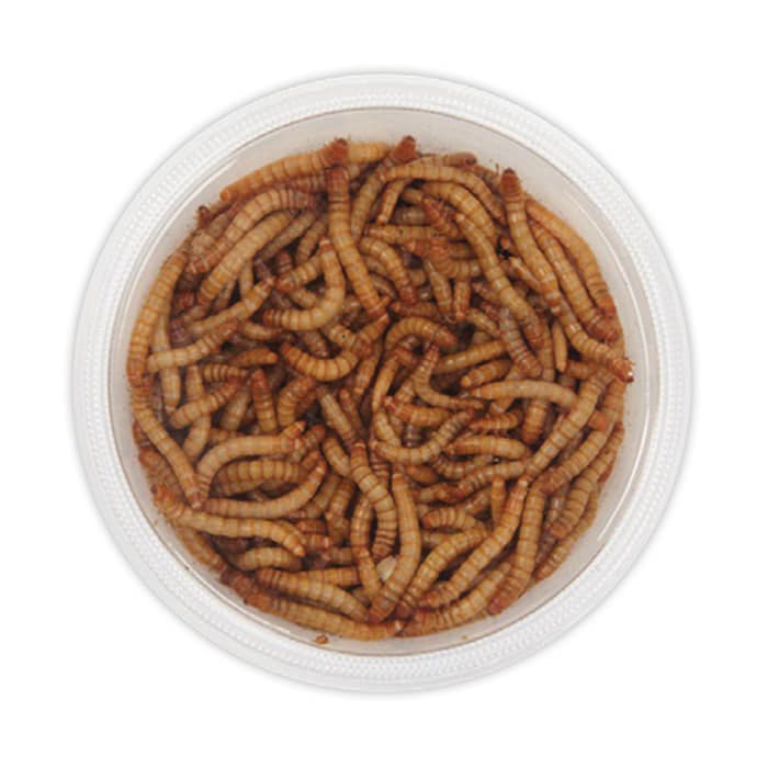 Photo inspiration: Fresh Look at Aussie Feeder Insects