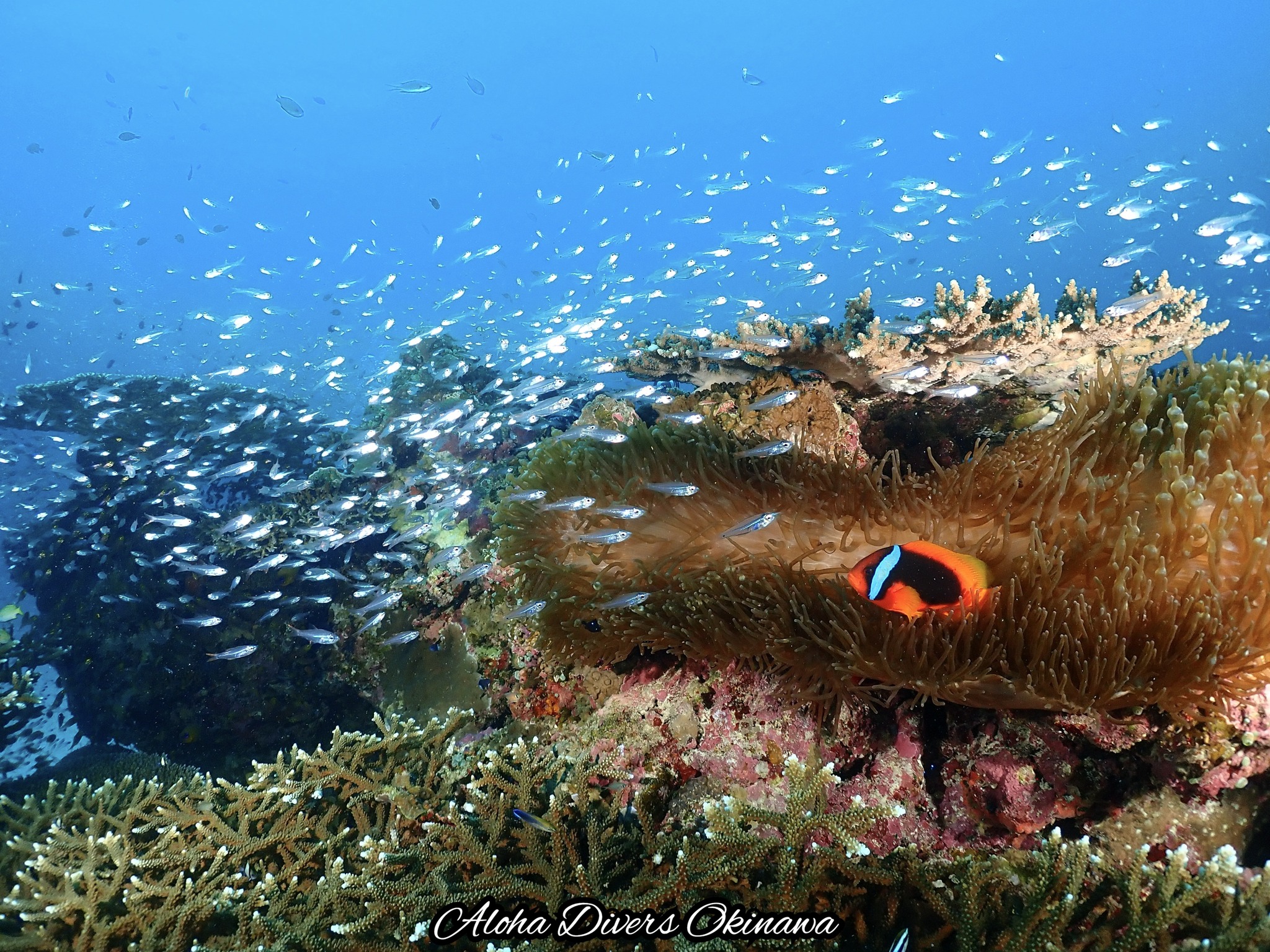 Mergulho em... - Mergulho em Okinawa - Aloha Divers Okinawa