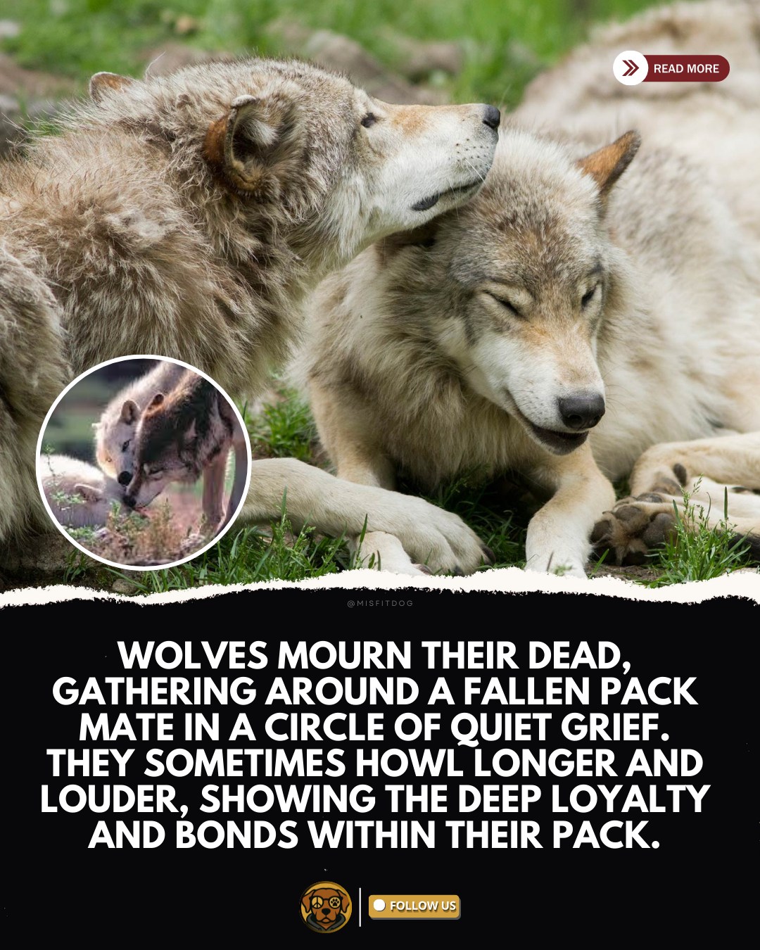 MisfitDog - Beyond hunting and survival, wolf packs display powerful ...