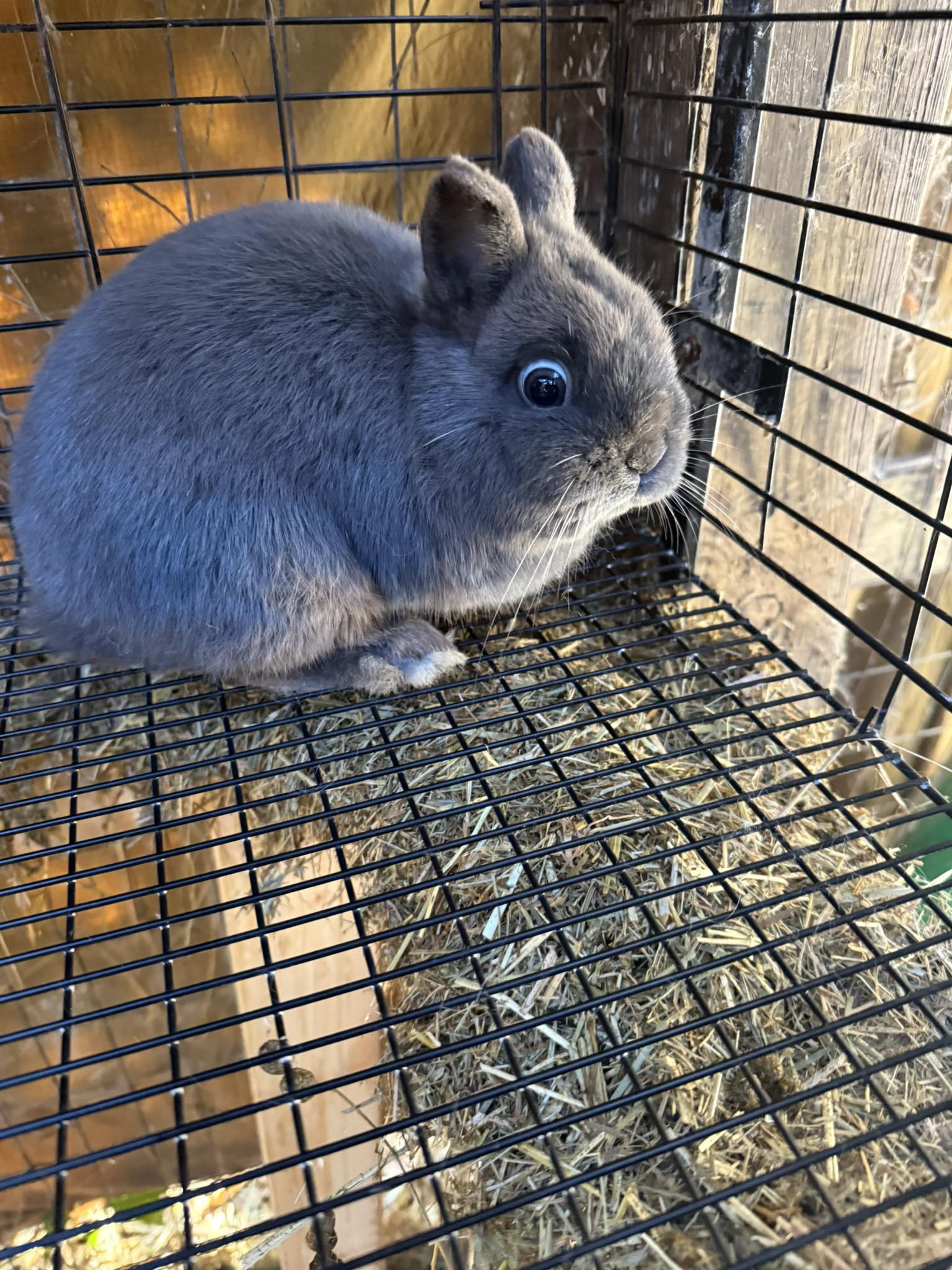 Pixie Rex Rabbits | Facebook