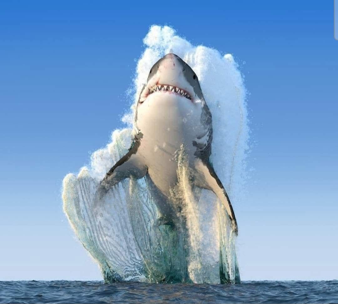 1 Paire Ailerons Requin 3D - Accessoires Pour Pantoufles Shark Slide Zureto