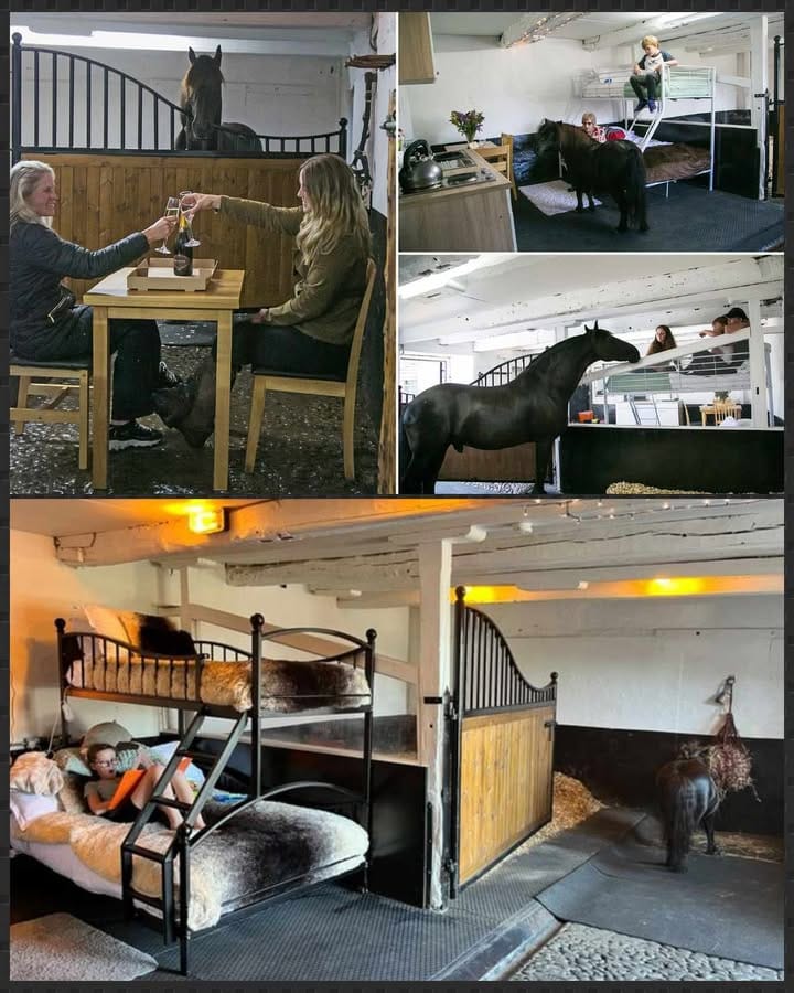 Millie - See the Quirky New Hotel Where Tourists Can Stay With Horses ...