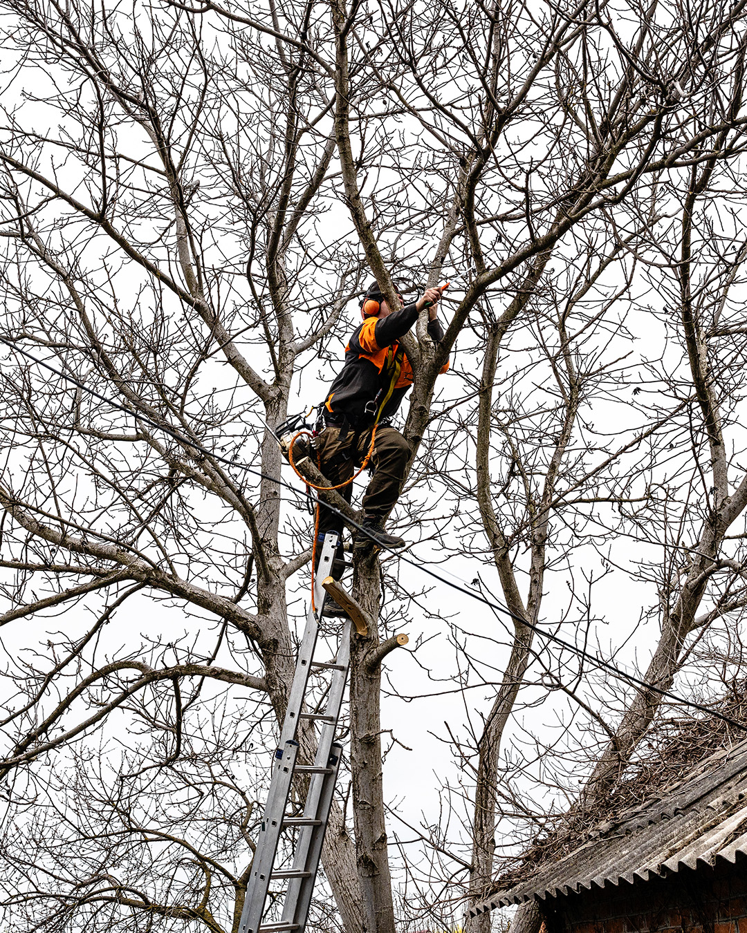 Action Tree Service, LLC | San Antonio TX