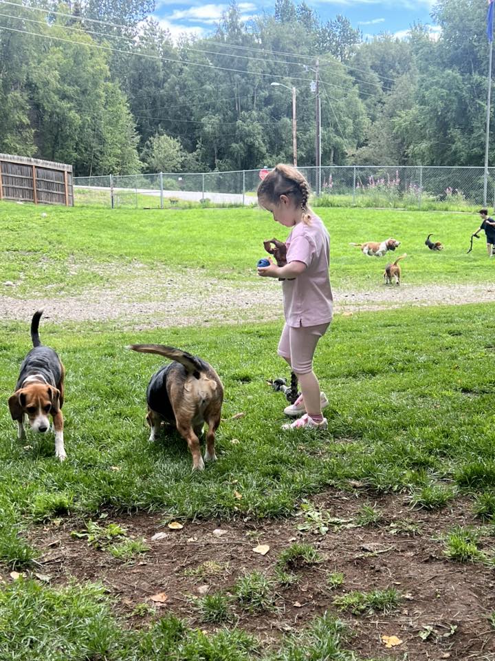 Alaska Beagle Ranch added a new photo. - Alaska Beagle Ranch
