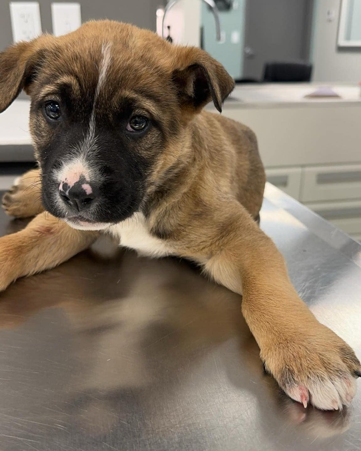 PupWeekly - He was lying on the roadside like a forgotten scrap—silent ...