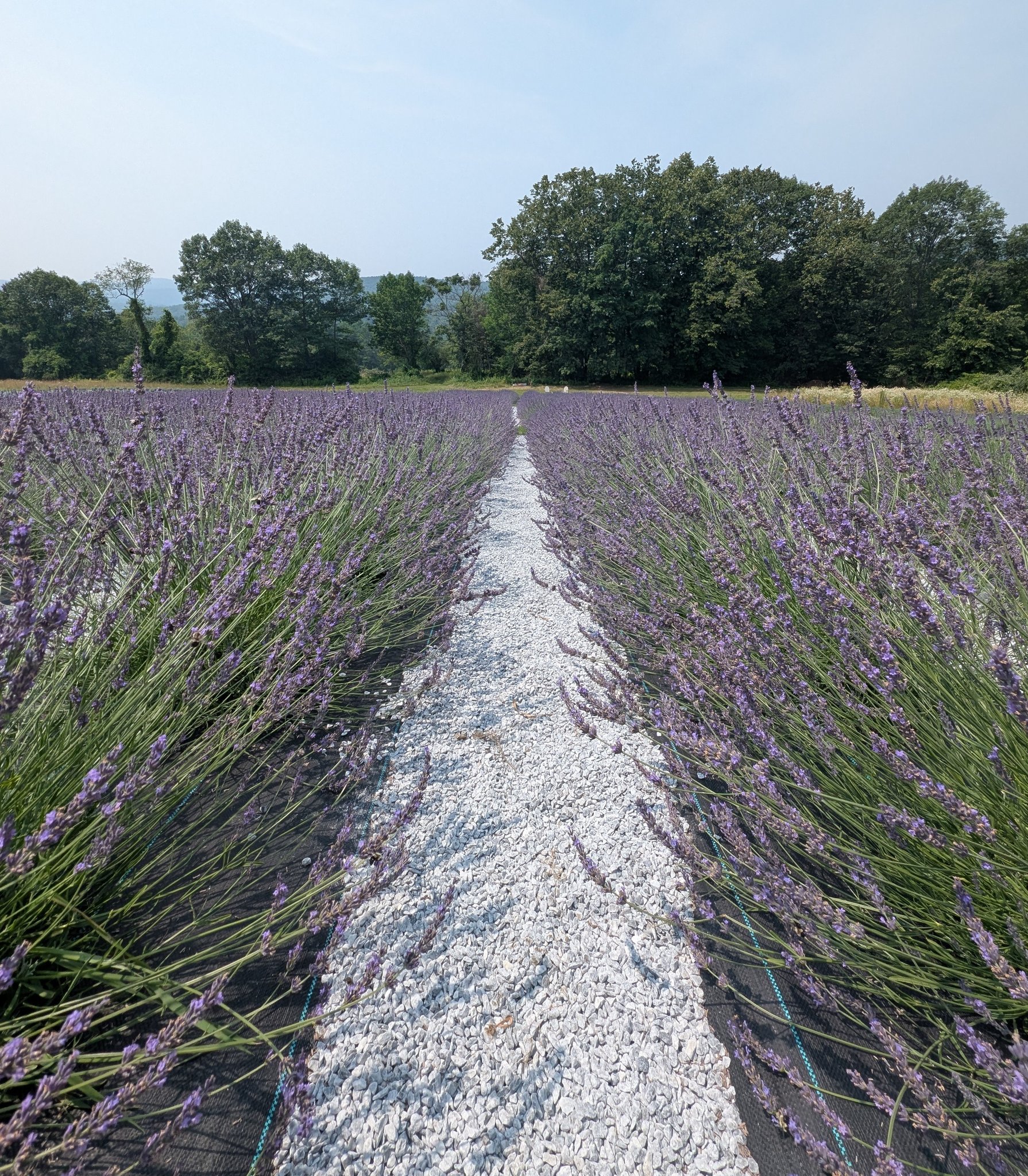 Green Mountain Lavender | Springfield VT