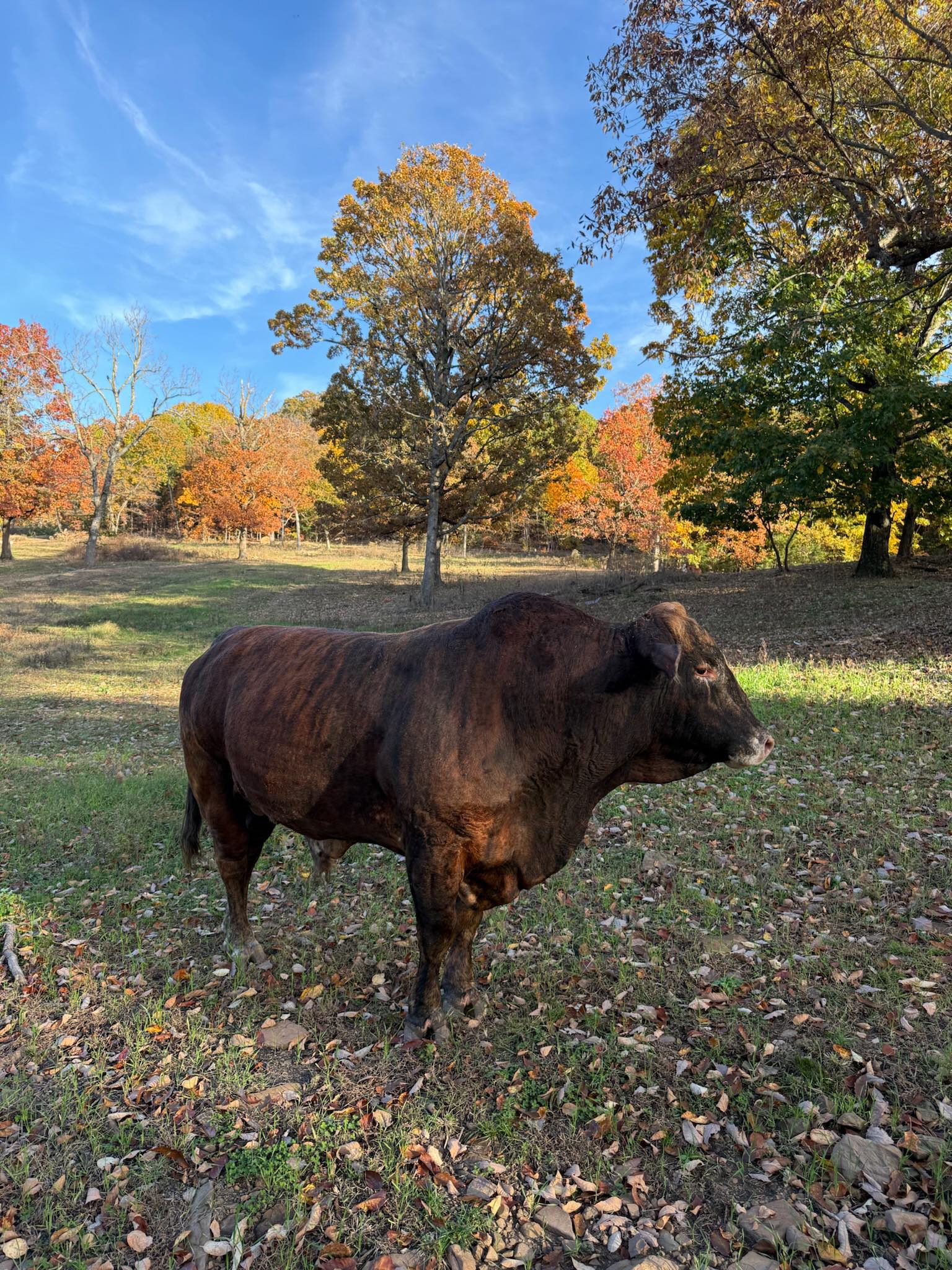 Rufus The Bull - 💪🏼💪🏼💪🏼 | Facebook