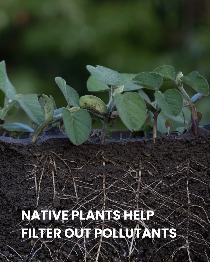 Lost - Nature’s Water Filters🌿 Native plants filter out pollutants ...
