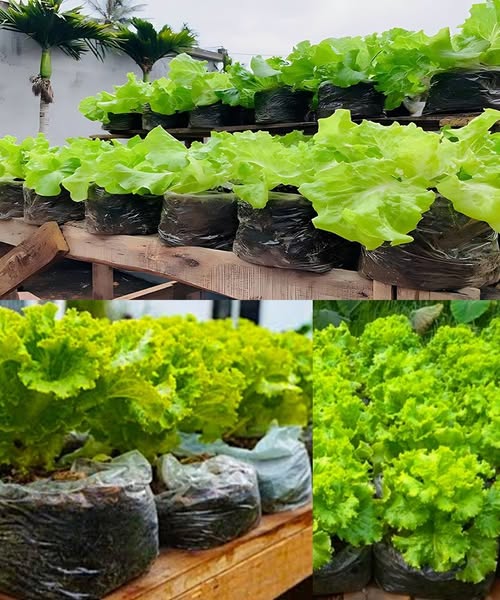 Gardening - Discover the art of growing lettuce at home with hanging ...
