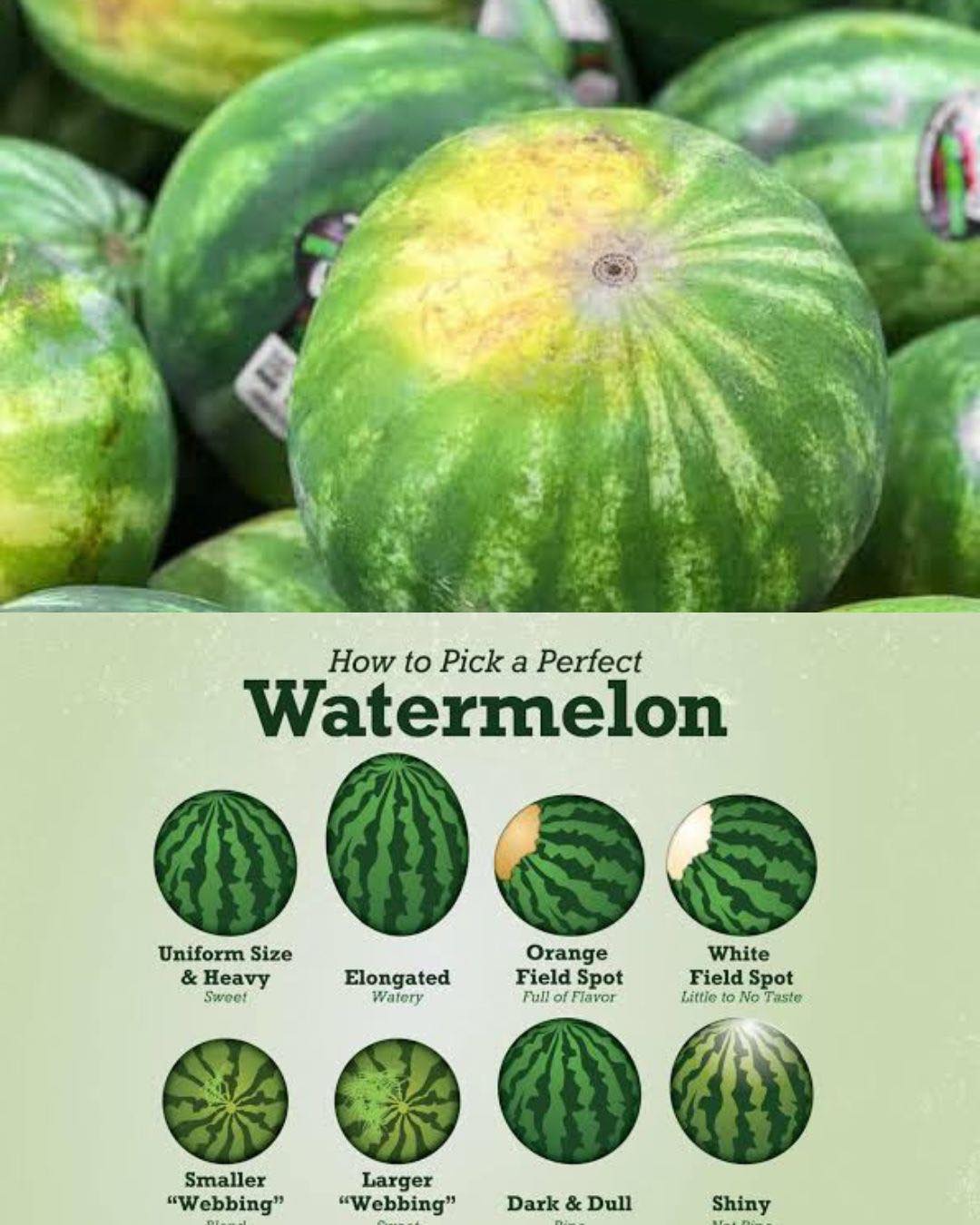 その他 Major Force water melon / field trip レコード Major Force water melon / field trip