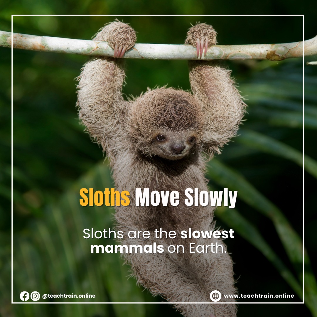 TeachTrain - Animal Kingdom Mondays! Sloths are the ultimate slow ...
