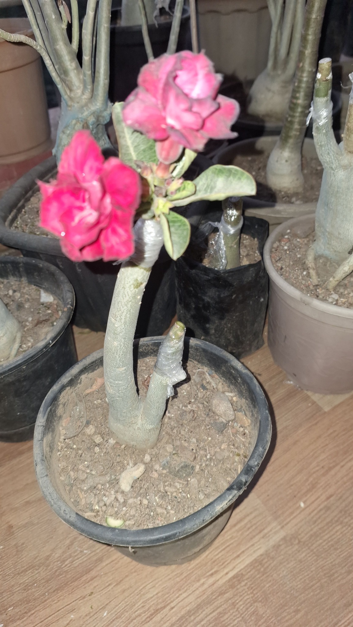 Introducing pot paradise rose x pot loud nine orchid hybrid