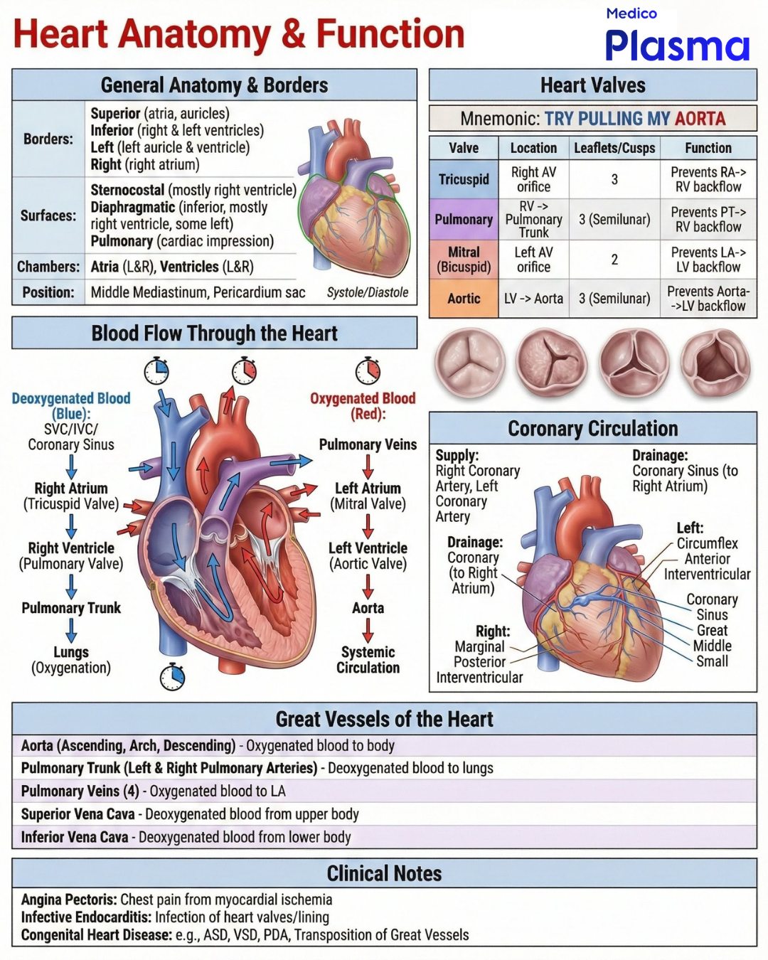 Medico - Heart Anatomy & Function The heart lies in the middle ...