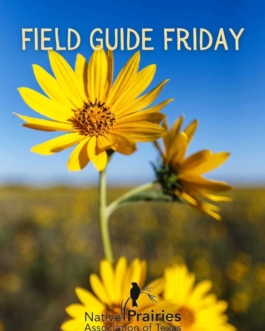 Fort - Field Guide Friday: Maximilian Sunflower (Helianthus maximiliani ...
