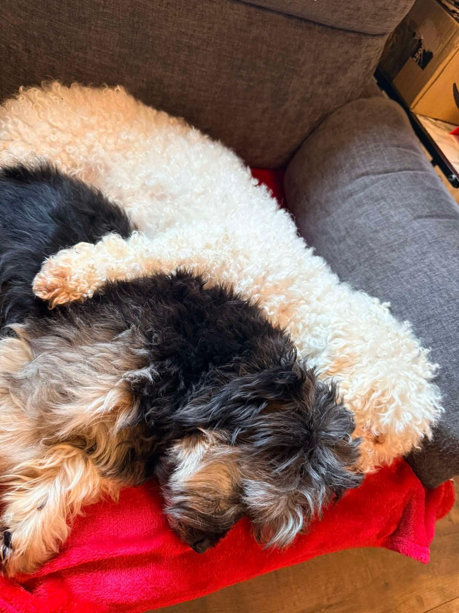 Riley’s Vets | Haslingden