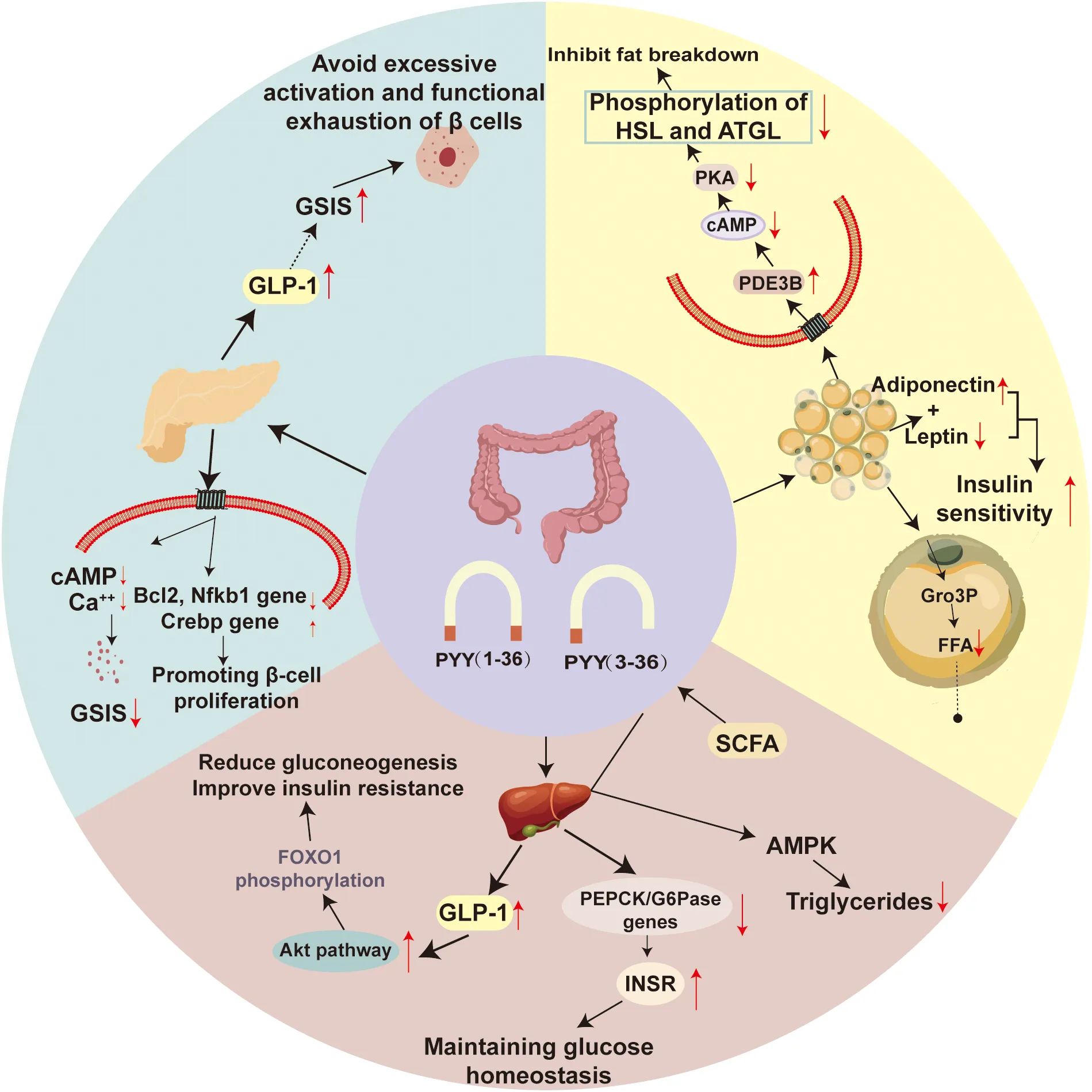 GLP-1 PATHOPHYSIOLOGY Signaling mechanisms of GLP‐1 in pancreatic β‐cells Scheme depicting the intracellular signaling pathway of glucagon‐like peptide 1 (GLP‐1) in pancreatic beta (β) cells. • GLP‐1 binding to the GLP‐1 receptor