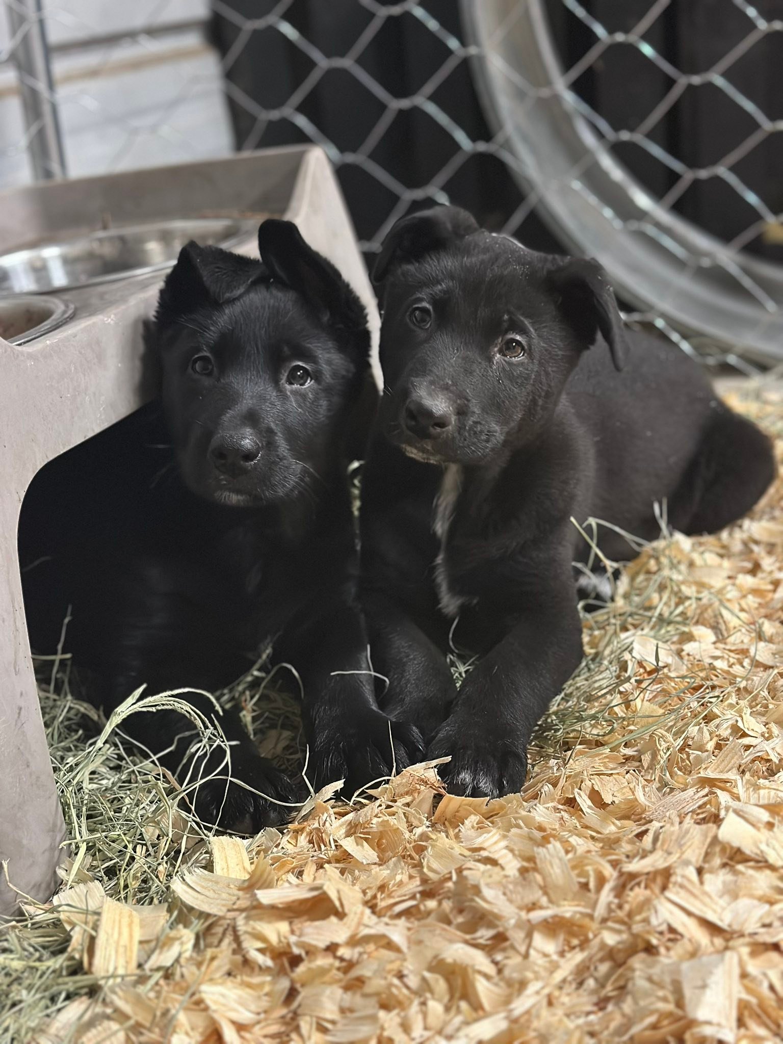 💗 Opal, Buddy, Bobby,... - Meraki Animal Rescue & Outreach | Facebook