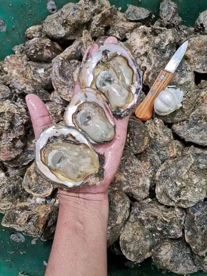 PAMPANG MARKET PLACE ANGELES CITY | Order na Po Fresh talaba Bago ...