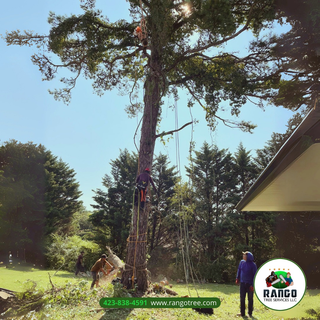 Rango - 🌳 No tree is too tall for us! At Rango Tree LLC, we specialize ...