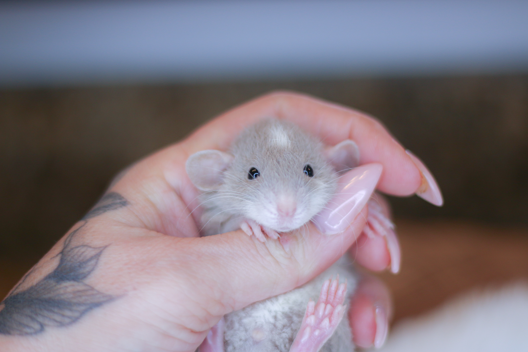 Sacramento Pet Rats | Sacramento CA