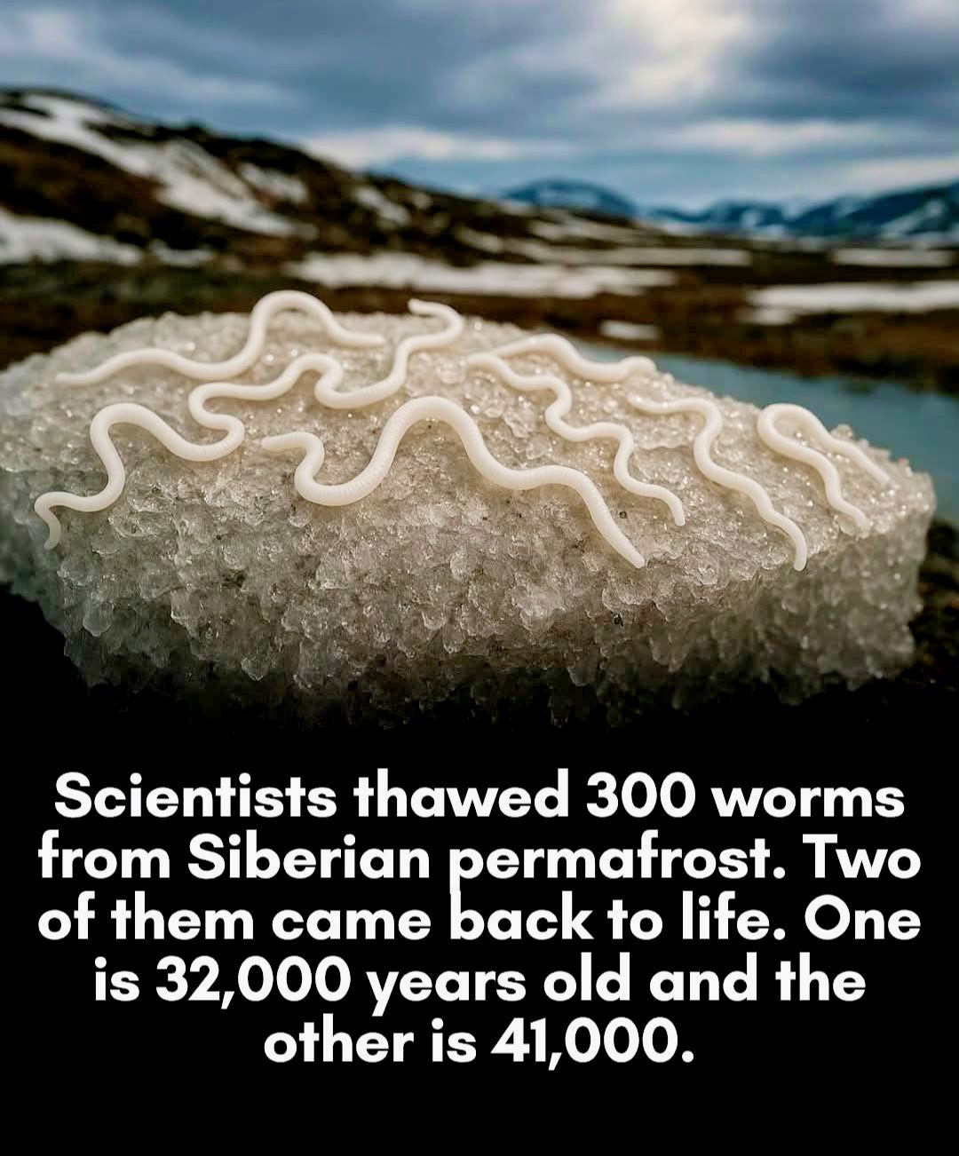 Scientists revive 40,000 year old worms