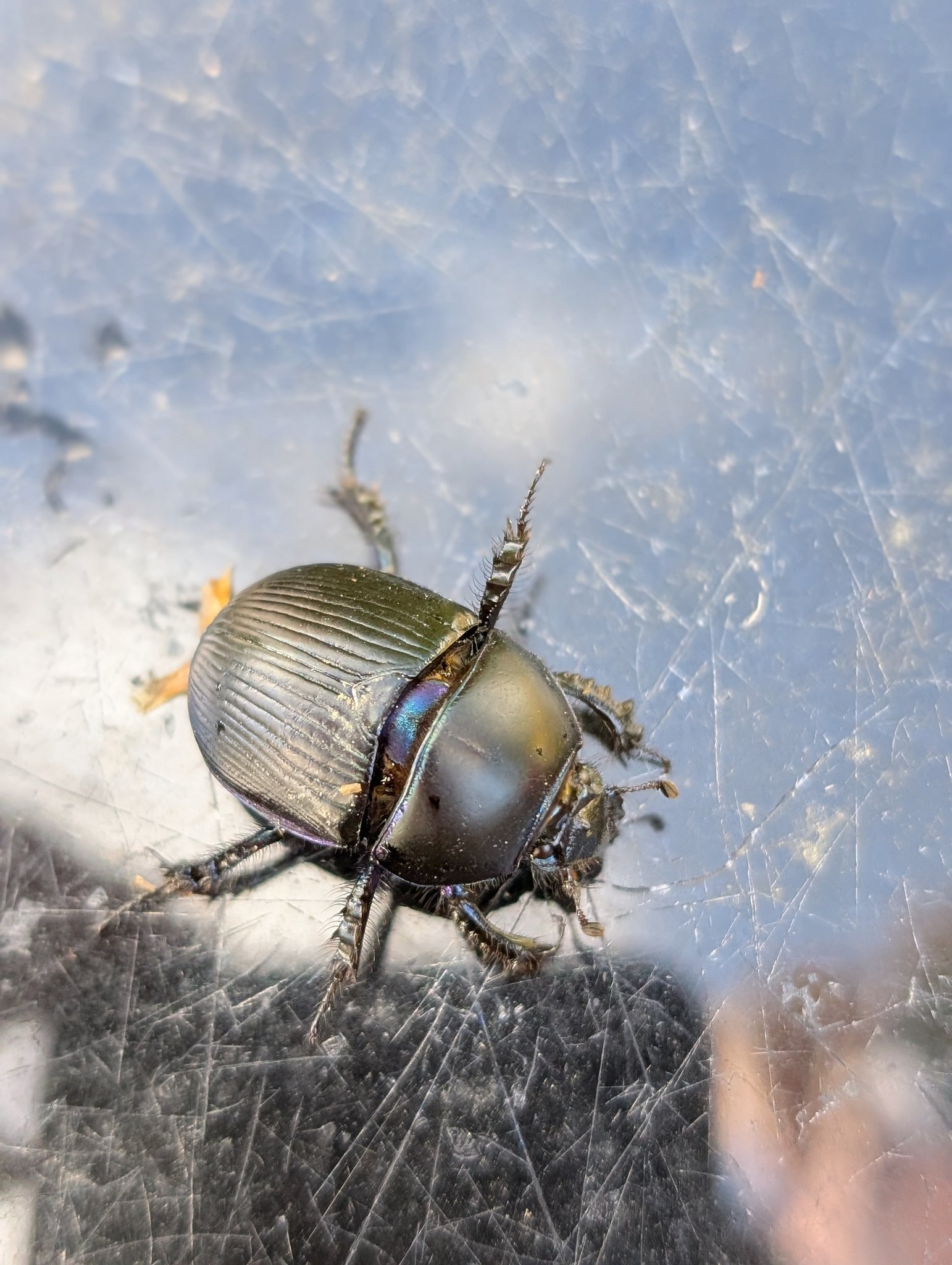 Australia Bolboceratidae sp. 24mm