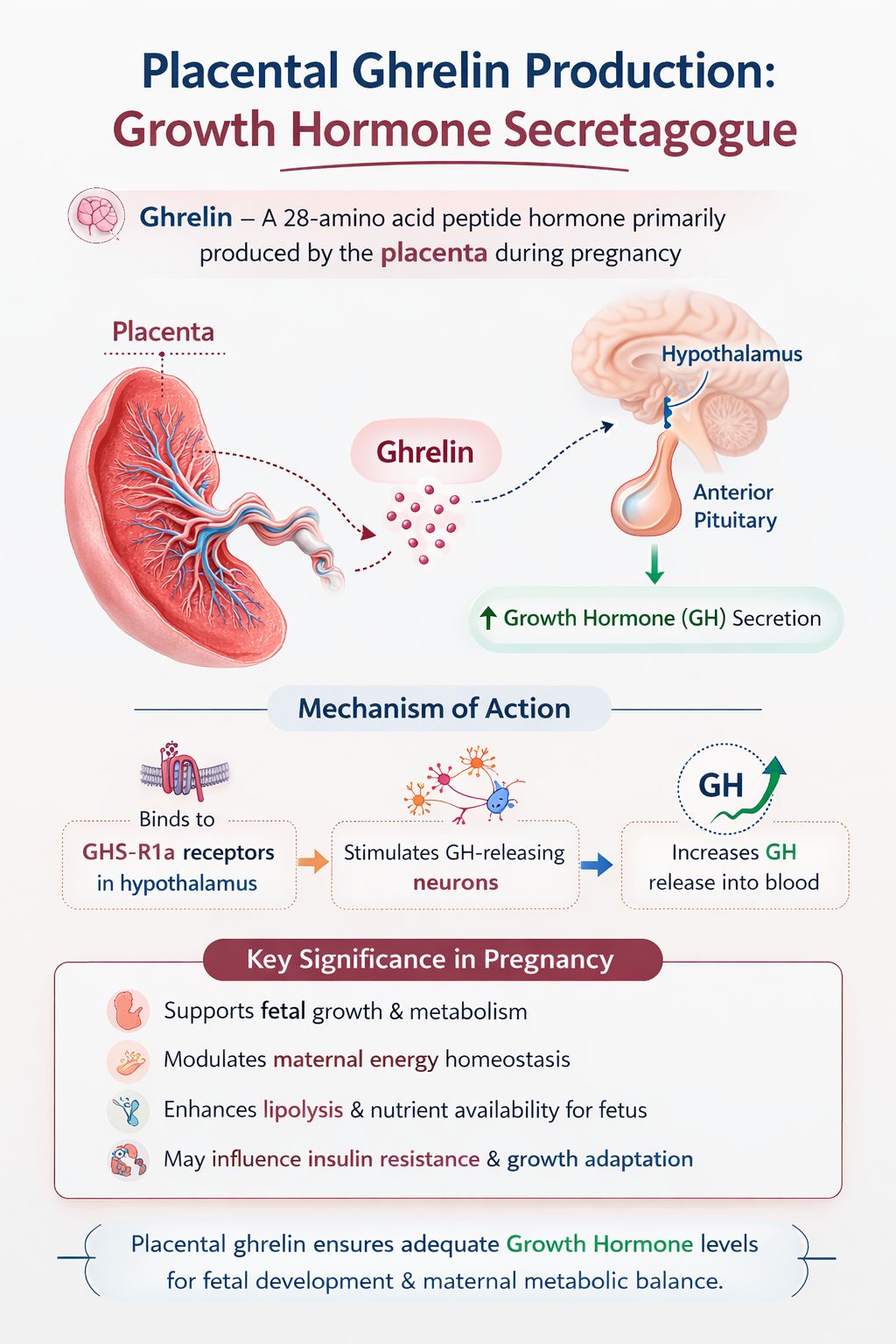 🧬 Placental Ghrelin: A Key Growth Hormone Secretagogue Ghrelin is a 28-amino acid peptide hormone best known for stimulating growth hormone (GH) secretion. During pregnancy, the placenta also produces ghrelin, contributing to