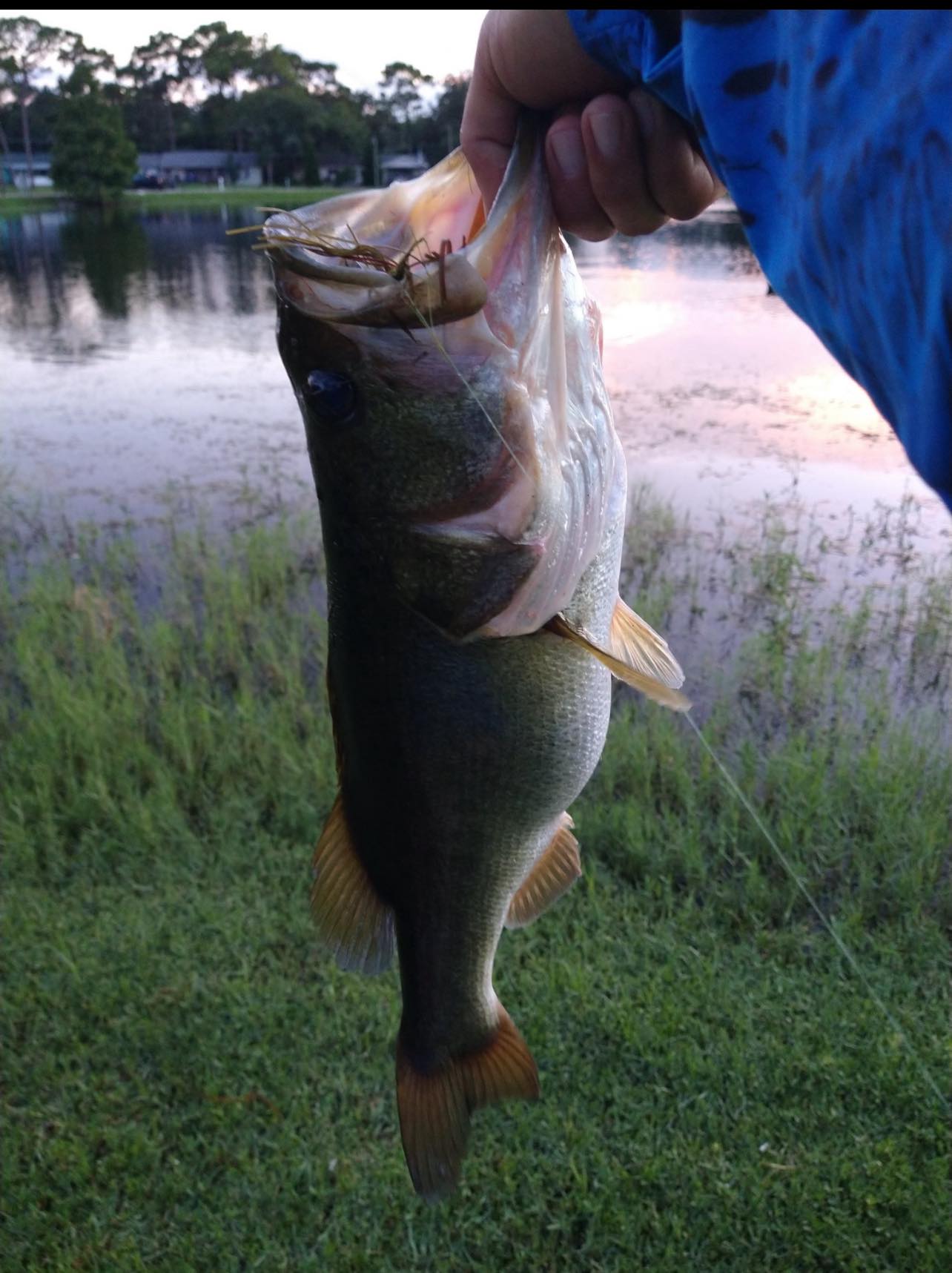 bassin black bass vibrating lure BOOYAH Moontalker Spinner-Bait Fishing Lure, Black/Red, 1/2 oz If you do not have the time or inclination to go to the lake How bass use vibration to