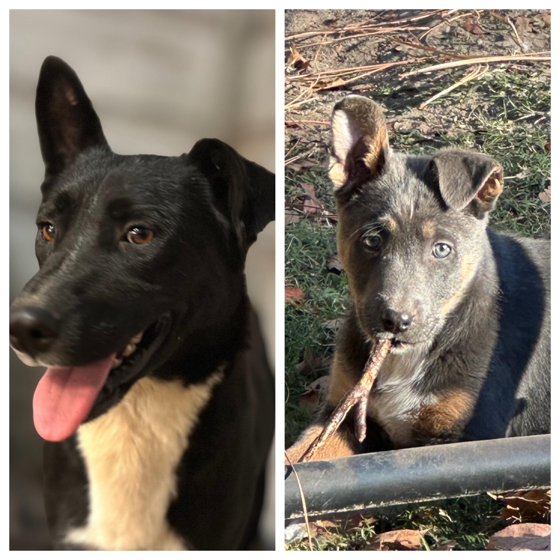 🌟 Meet Me Monday: Say... - Meraki Animal Rescue & Outreach | Facebook