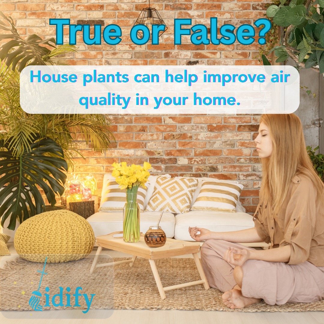 Tidify - 🌿 True or False? Did you know houseplants do more... | Facebook