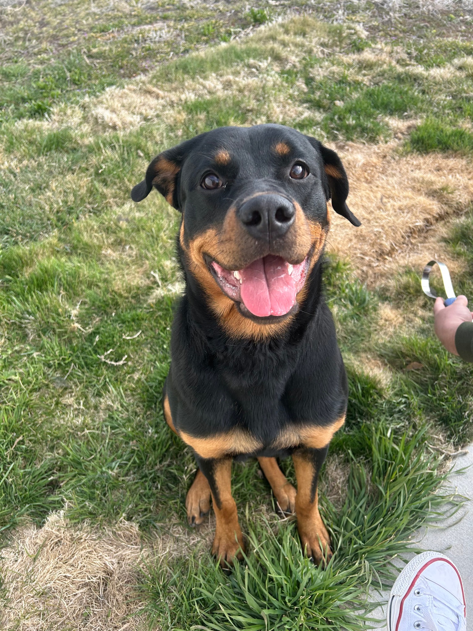 Black Rose Rottweiler | Jerome ID