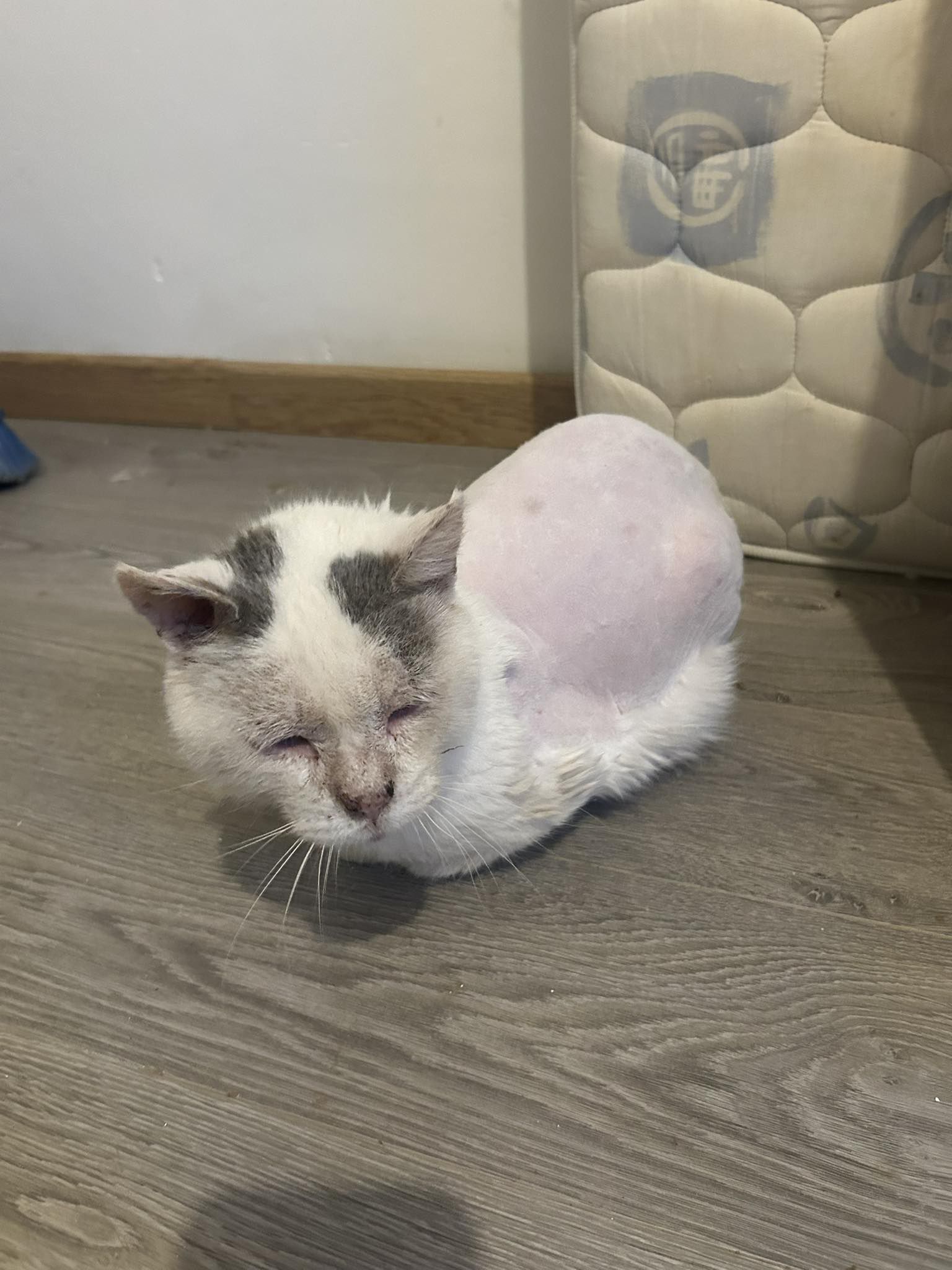 👨🏼‍⚕️🌠🍭Blue a... - Association Le Coeur des Chats'Mannes | Facebook