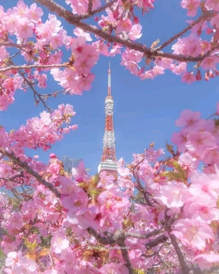 Tokyo Tower 🌸🗼✨️🇯🇵