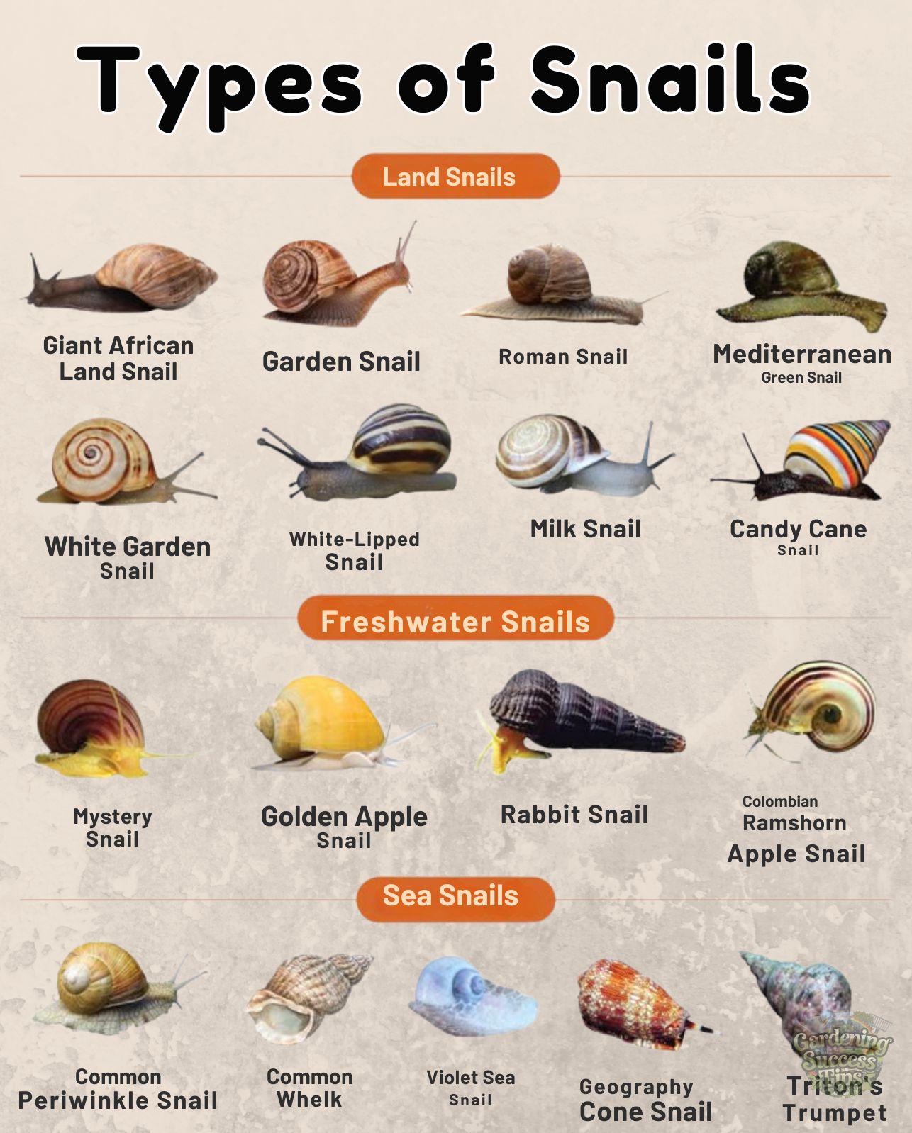 Garden - 🐌 Snails may be slow, but they play fast roles in nature’s ...