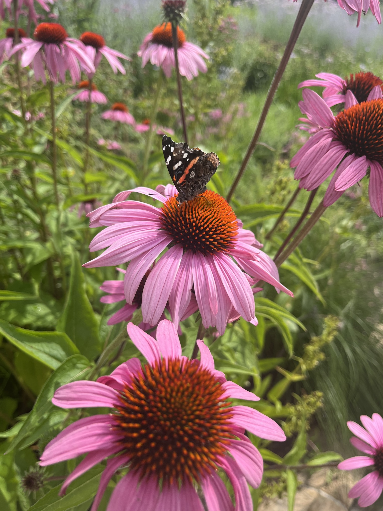 Wild Ginger Designs | Palos Heights IL