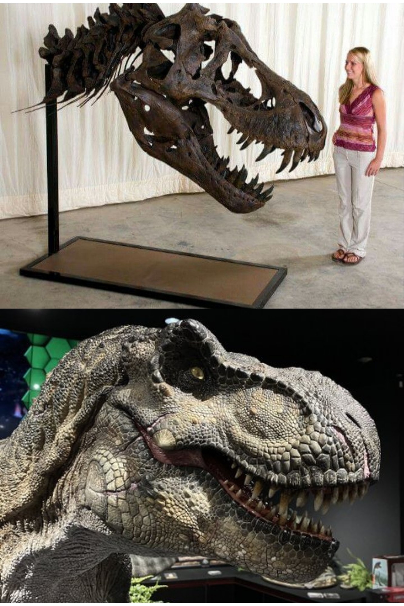 Peter - Meet *Tyrannosaurus rex*: The Iconic King of the Dinosaurs! 👑🦖 ...