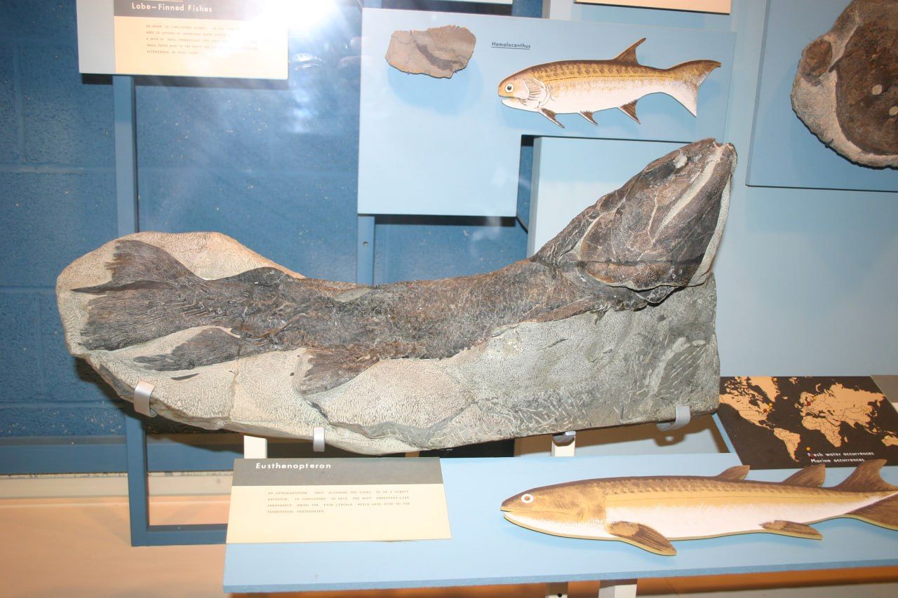Peter - Meet *Eusthenopteron foordi*: The Fish That Walked Out of the ...