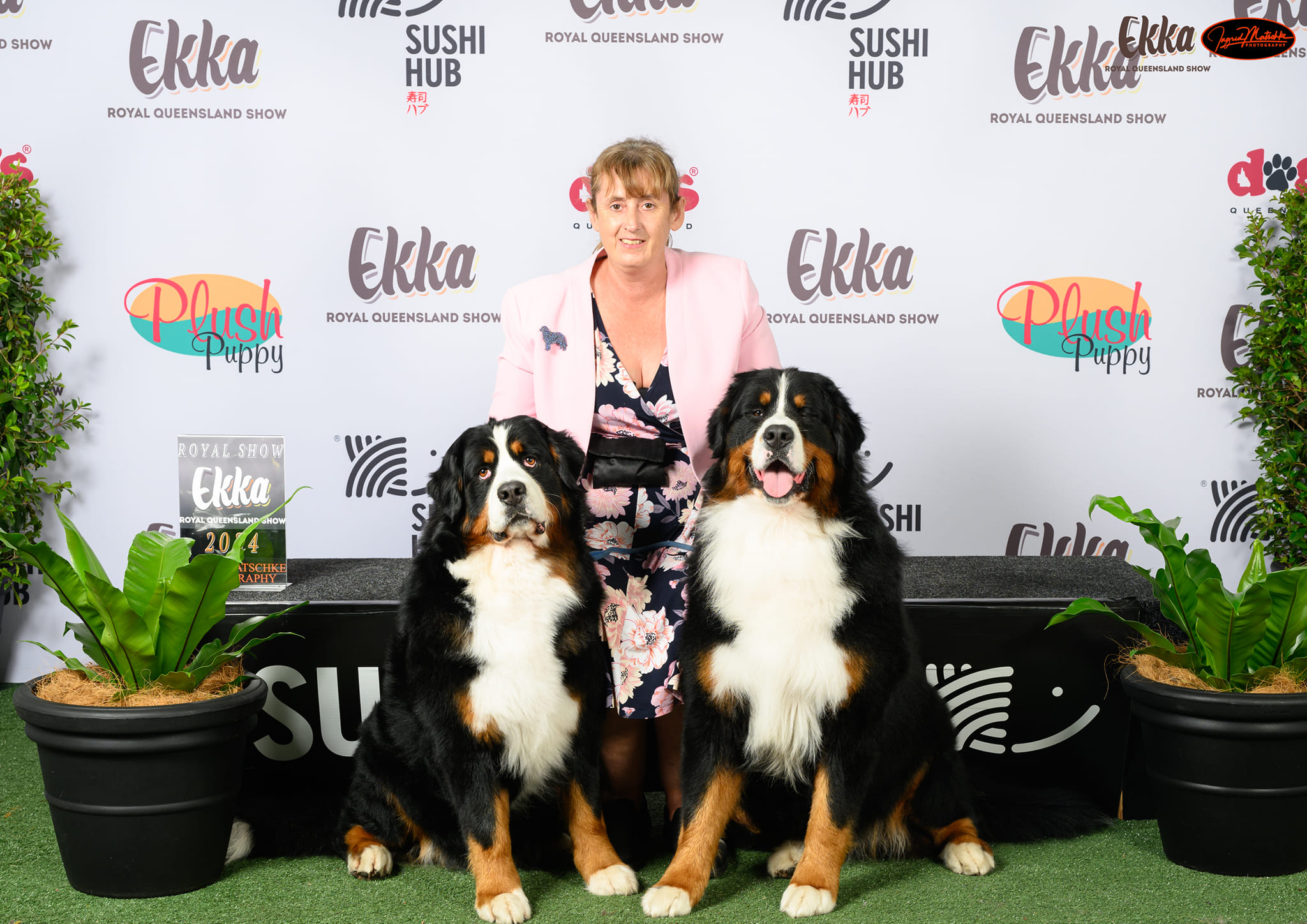Trivale Bernese Mountain Dogs | Brisbane City QLD