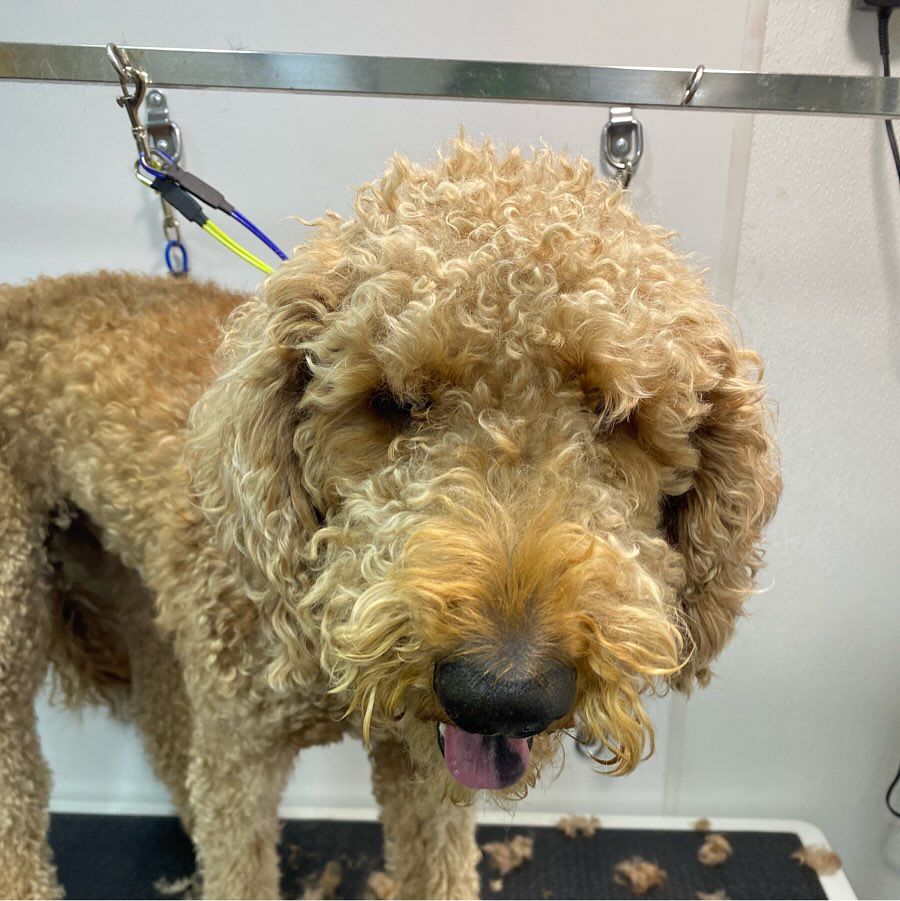 Curated visual reference: Picture Idea: Spotless Groomers